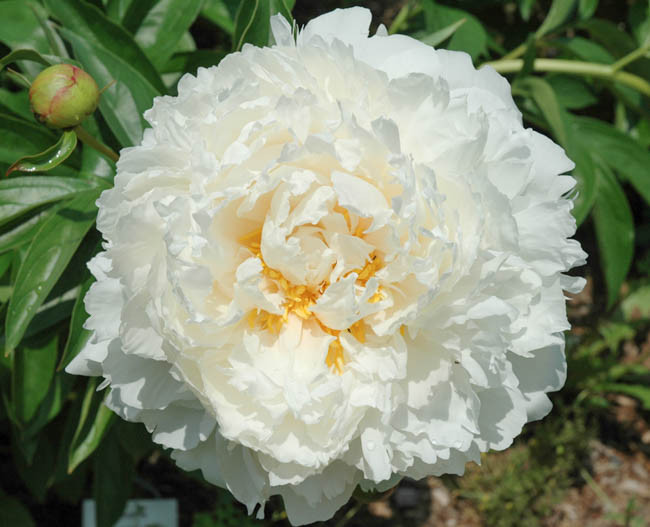 Paeonia lactiflora 'Bowl of Cream' (Peony)